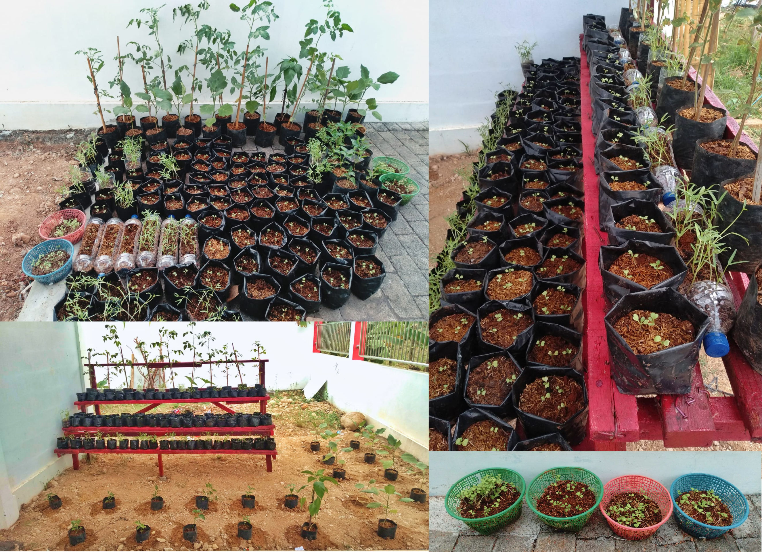 Pembuatan Kebun Sehat Desa Klumpit di Area Gedung PKD